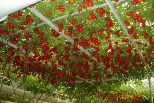 番茄无土栽培标准综合体构建与应用