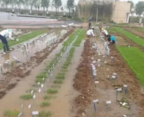 HAc在北方盐碱地水稻育秧调酸中的成功实践