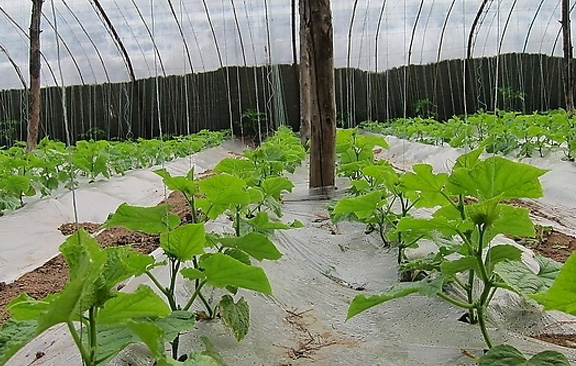 大棚冬春蔬菜瓜果秧苗管理要点