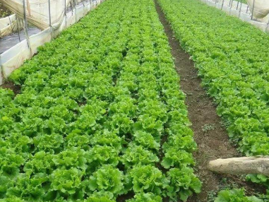 绿色农业种植技术及推广分析