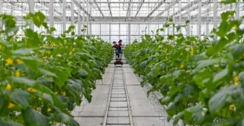 农业种植中生物技术推广与应用分析