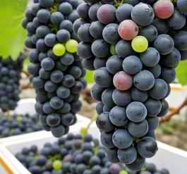 鲜食葡萄保鲜技术研究进展