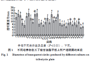 不同培养物在三丁酸甘油酯平板上所产透明圈的直径