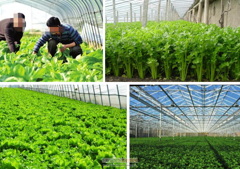 针对反季节大棚蔬菜种植技术的研究