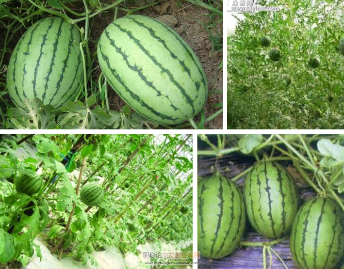 种植方式和密度互作对露地立架小型西瓜产量和品质影响