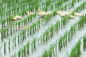 浅谈中国稻田生态农业发展模式与环境管理思路