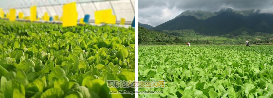 对有机农业蔬菜种植技术的几点思考
