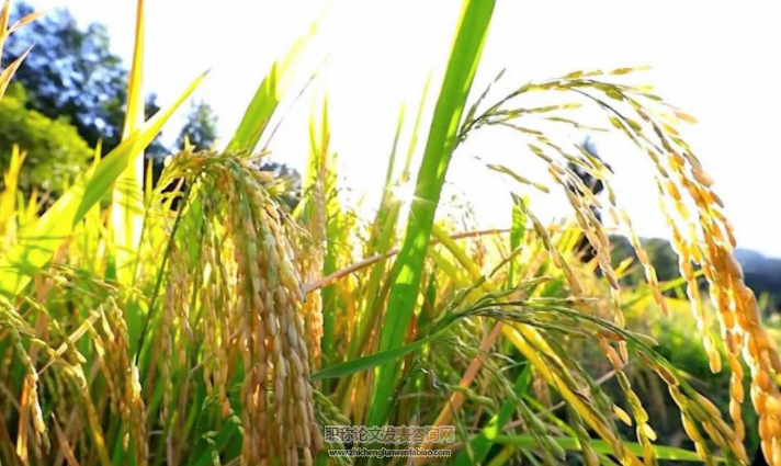 水稻品种田间小区种植鉴定程序与技术要点