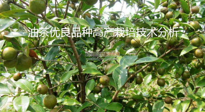 油茶优良品种高产栽培技术分析