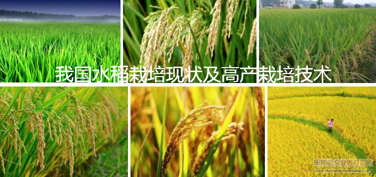 我国水稻栽培现状及高产栽培技术