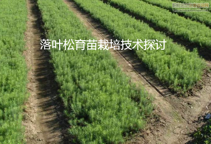 落叶松育苗栽培技术探讨