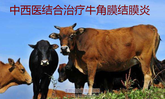 中西医结合治疗牛角膜结膜炎