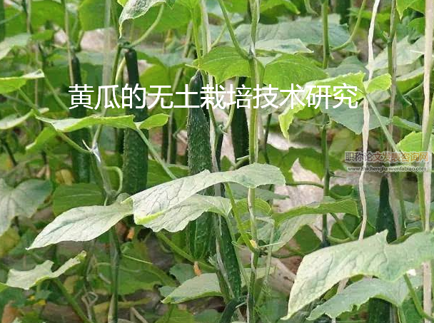 黄瓜的无土栽培技术研究