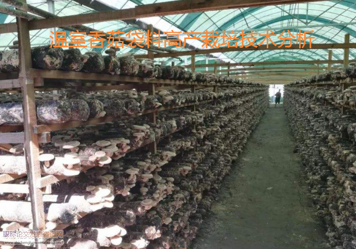 温室香菇袋料高产栽培技术分析