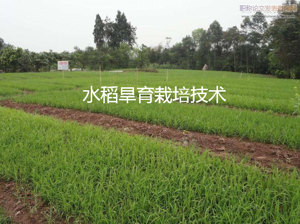 水稻旱育栽培技术
