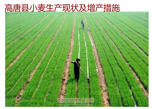 高唐县小麦生产现状及增产措施