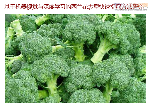 基于机器视觉与深度学习的西兰花表型快速提取方法研究