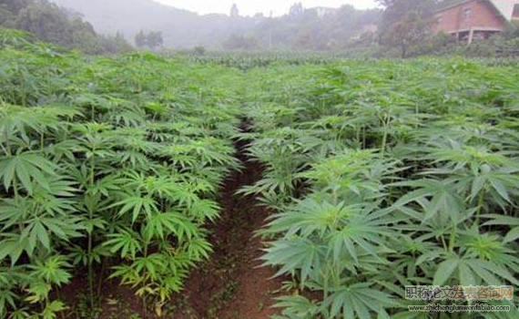 工业大麻种质资源农艺性状初步评价
