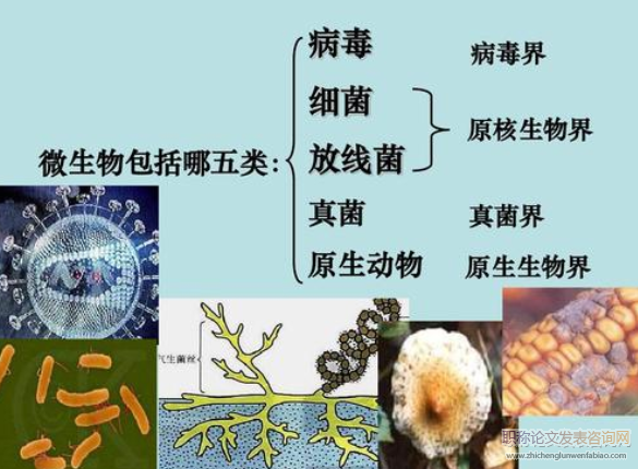 现代教育技术在高中生物教学中的应用研究