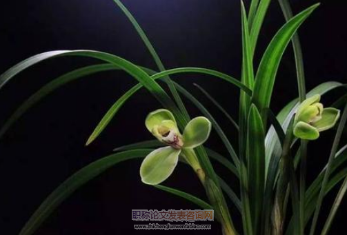 兰科植物研究进展