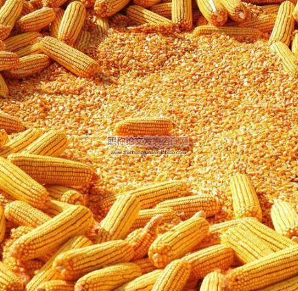 夏玉米籽粒脱水与农艺性状的相关通径分析