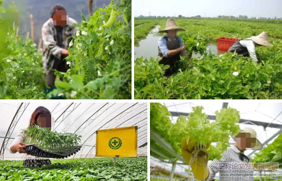 农民绿色蔬菜种植感知风险实证研究(一)