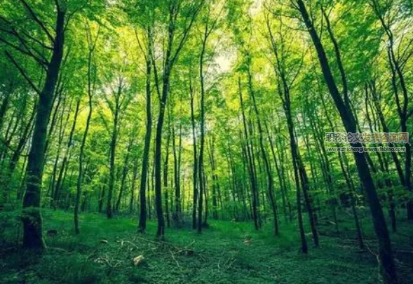 林业技术推广在生态林业建设中的应用研究