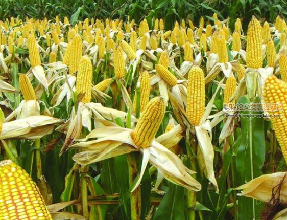 陕西省主要粮食作物种植结构时空变化特征分析