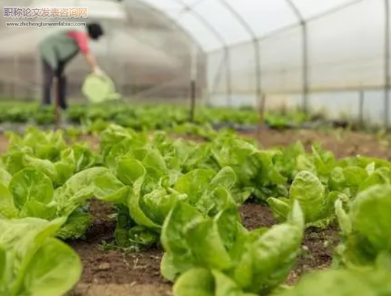 农技蔬菜大棚种植技术和病虫害防治分析