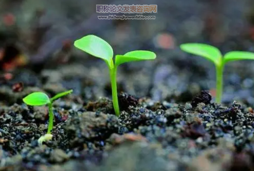农业种子管理工作的一些思考