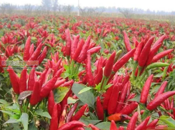 有机蔬菜种植模式及生态农业技术推广应用