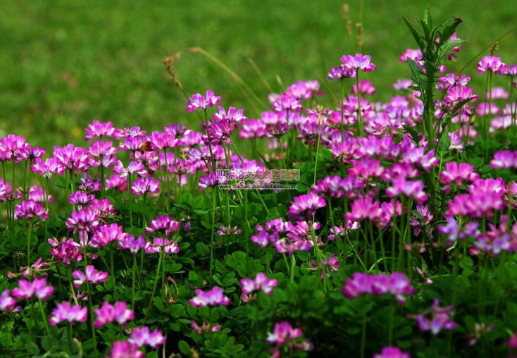 氮磷钾对红花草固氮根瘤菌生长及种植后土壤肥力的影响