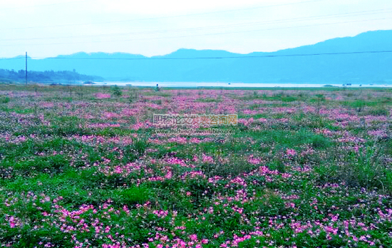枞阳县红花草绿肥生产现状与对策建议