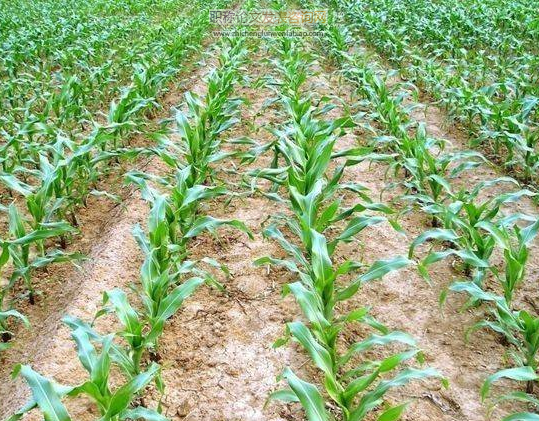 玉米种植技术要点及其推广策略探究