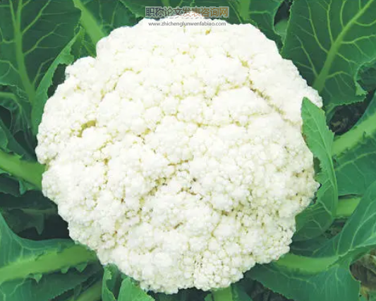 松花菜花球的主要营养特点分析