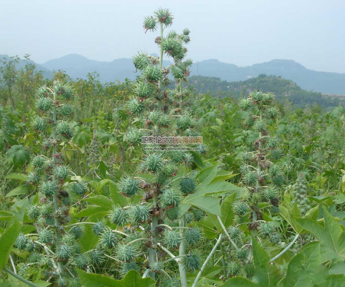 加纳蓖麻种植现状及未来发展初探