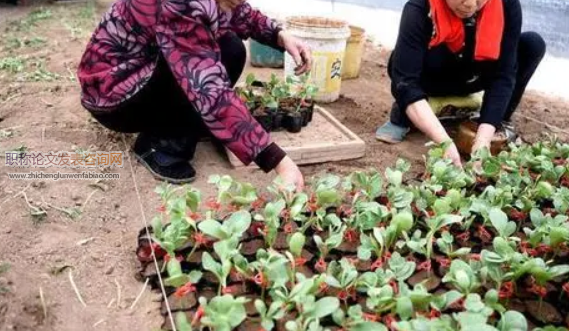 开封地区穴盘育苗技术要点
