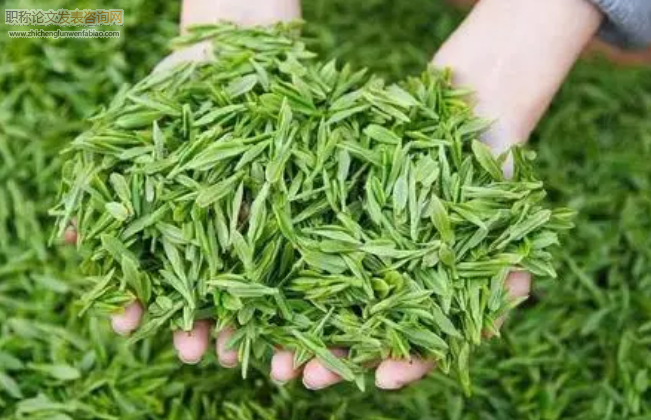 基于特色农业背景下的茶叶经济发展路径