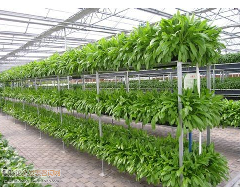 现代农业蔬菜栽培探讨